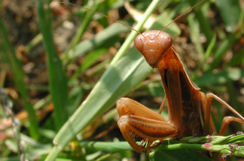 Un pasto delizioso - Mantis religiosa (e Ameles decolor)